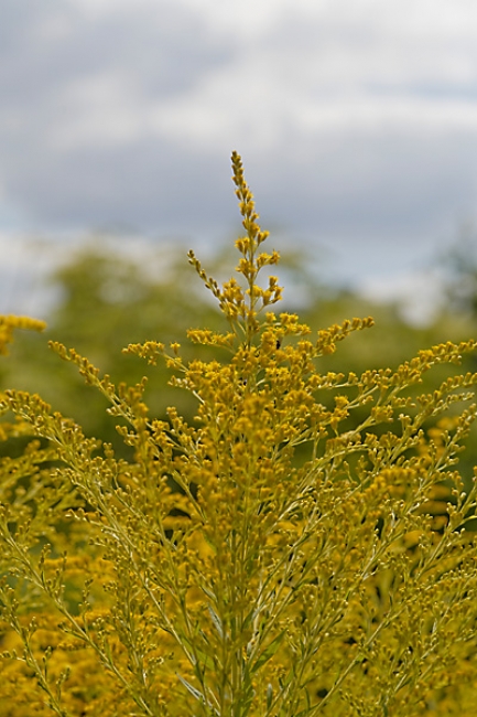 Jardin des Impressionnistes-106